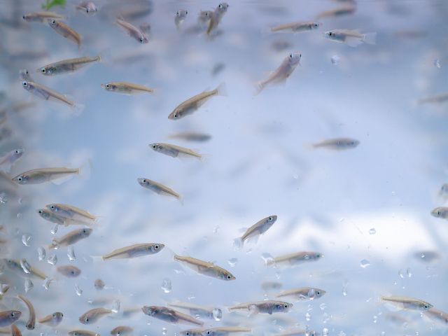 メダカは通販で手軽に買おう！メダカの魅力と飼育の楽しみ方